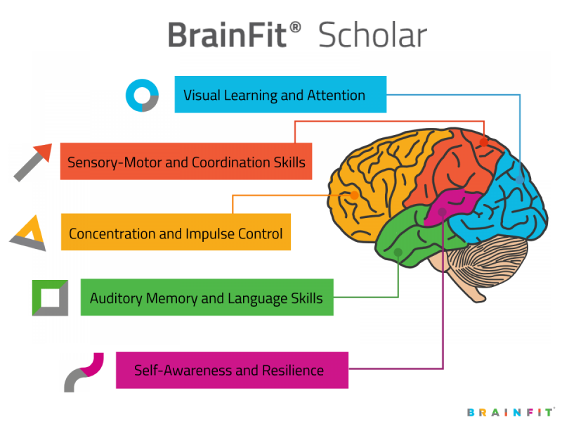 BrainFit Programları